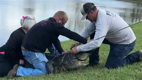 Authorities said Serge, 85, died Monday after the giant gator attacked her . . 85 year old killed by alligator full video
